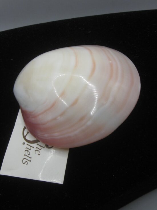 Vintage Shell Belt or Scarf Clip main image 4
